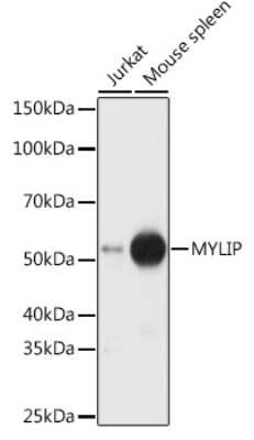 Western Blot MYLIP Antibody - BSA Free